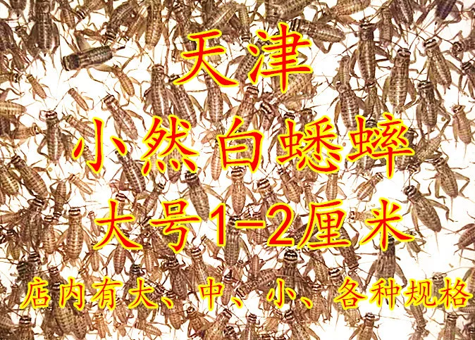 My own breeding 蛐蛐 自 自 蟋蟀 0.5-0`8 cm, send warmth