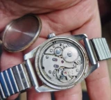 Швейцарский Луз Луз смотрит