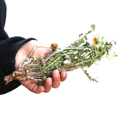 野生蒲公英带根干婆婆丁新鲜叶子整颗棵全草花茶特级株纯天然500g