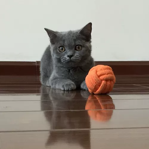 Кошачья мяч для собаки веревочная игрушка, игрушечный мяч для питомца PET BALL DOG ​​BALL DOG ​​BICK BUTL BALL SCLEANG Зубаный ватный веревочный шарик ткани