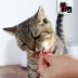 399 nhân dân tệ quà tặng đất mèo Inabao CIAO tuyệt vời tốt mực nướng dải vào một con mèo snack 30 gam đốt cá phi lê hạt catsrang 5kg Đồ ăn nhẹ cho mèo