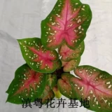 Thai Beauty Color Leaf Taro, Taro красочный таро -просмотр растений.