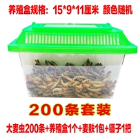 200 червей ячменя+прозрачные ящики для размножения с крышкой