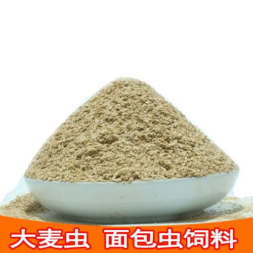 Свежая пшеница Бран -варварские хлебные червь кормить отруби -дибийские вишневые тараканы продукты питания.