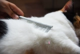 Кошка, расческа для собак, расческа с рядом домашних животных/косметическое оборудование/расческа, прямая расческа для домашних животных, расчесывание стальной комбинации, пластиковый твердый переплет