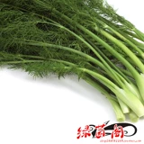 Резка семян семян тмина приправить во дворе двора в горшках.