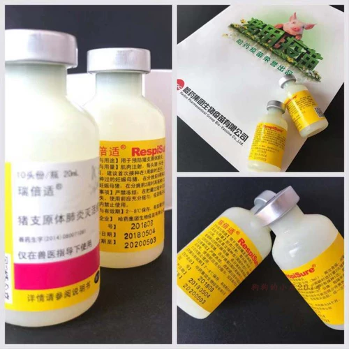 Свинька каскарри противник/свиная шерсть/Харбин Фармацевтическая группа свиная пневмоническая пневмоническая вакцина/руиби, отвечающая саженцам