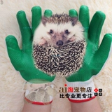 Мини -еж антибит, анти -tie -anti -thorn перчатки для домашних животных медово