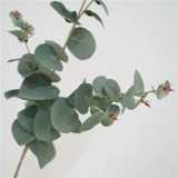 Моделирование зеленое растение одиночное одногали евали ye nordic hyundai