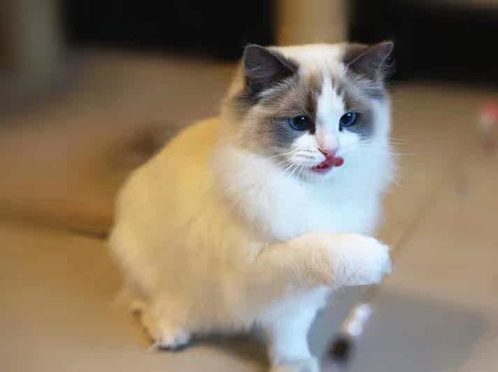 赛级纯种蓝双布偶猫海豹双色山猫海山蓝山宠物猫布偶猫宝儿 种母 淘宝网