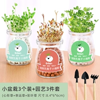 Бутылка, маленький горшок, 3 шт