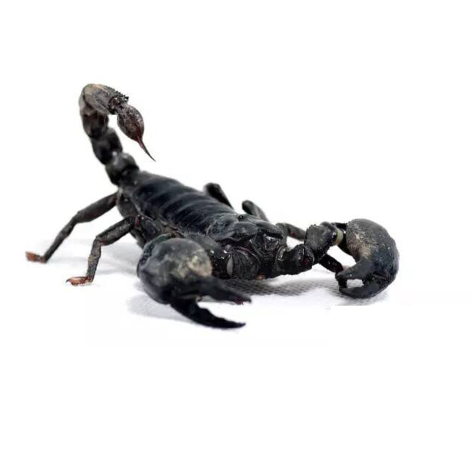 Animals scorpions. Домашние Скорпионы. Скорпион животное. Скорпион фото. Скорпион домашний питомец.