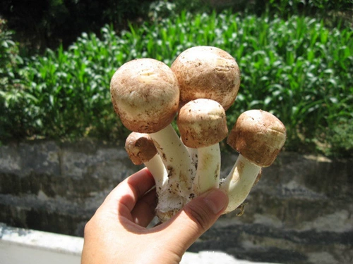 Фермерские супер -громкие грибы Jiusato Dry Cargo Matsutake Brazilian Mushrooms 100G Семейство удобная установка