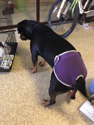 Золотой ретривер биотехнологические домашние животные Тедди Аллах штаны Средний канон Сломанные собаки анти -харассирующие брюки.