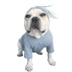 Chó thú cưng chiến đấu quần áo Keji Bago Teddy quần áo chó trung bình tai thỏ dễ thương phim hoạt hình mùa xuân và mùa thu quần áo - Quần áo & phụ kiện thú cưng áo cho mèo mùa đông Quần áo & phụ kiện thú cưng