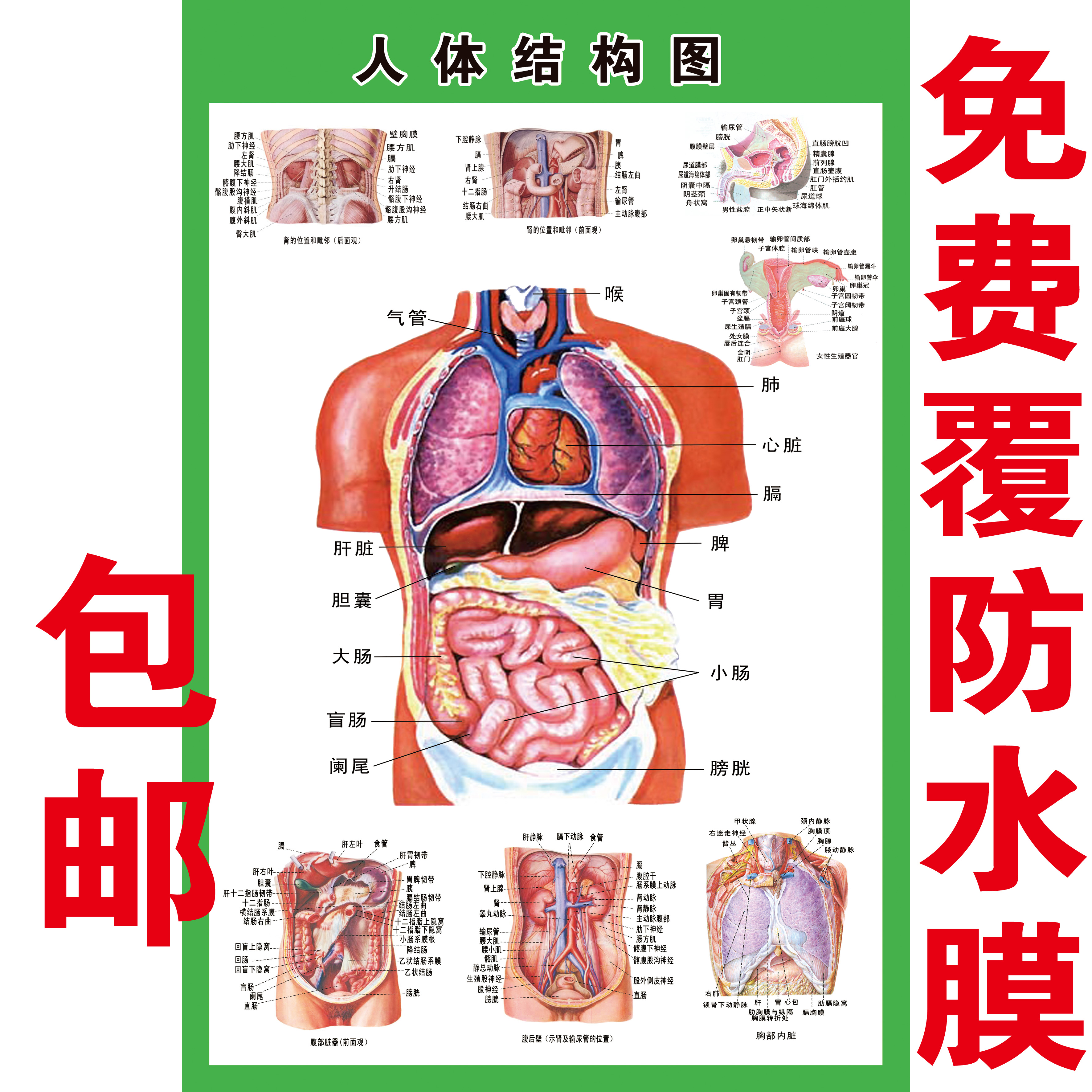 Body Visceral Anatomy System Schematic Medical Publicity Wall Chart Human Organ Heart Chart Hospital Poster