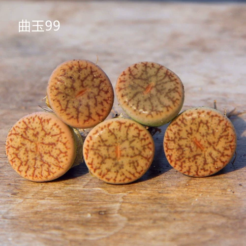 Poatful Fan Abricot Shengshi Flower Quyu C99 растения