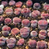 Сочные растения сырой камень вентилятор цветок XIN