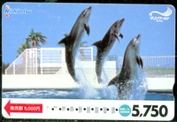 630-1 Foreign Collection Card Card Dolphin Performance Card Cardge Card
