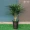 Trong nhà mô phỏng cây xanh trong chậu phòng khách văn phòng khách sạn trang trí cây giả hoa giả chậu cảnh mô phỏng hoa nhài châu Phi - Hoa nhân tạo / Cây / Trái cây