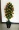 Mô phỏng Cây Kumquat Cây yên bình Trang trí cây giả Fortune Fruit Hoa giả Tầng hoa Cây xanh Nhựa Phòng khách trong nhà Nhà trồng trong chậu - Hoa nhân tạo / Cây / Trái cây