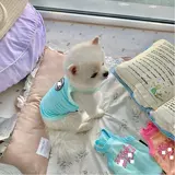 Шелковистый дышащий летний жилет, популярно в интернете