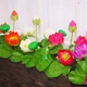 Vải giả hoa sen nhân tạo hoa nhựa hoa lily nước hoa sen hồ cảnh trang trí rãnh cắm hoa - Hoa nhân tạo / Cây / Trái cây cây phong giả Hoa nhân tạo / Cây / Trái cây
