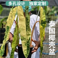 Тайский кокосовый бассейн