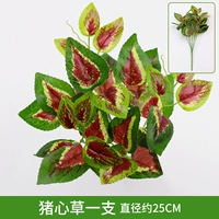 Сердечная трава