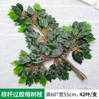 1 над гель -коричневым полюсом баньянские филиалы