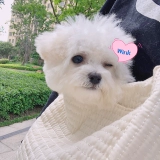 Брендовый клейкий рис, портативный ремешок для сумки для выхода на улицу