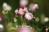 Цветочный край, американские импортированные виды цветов*Lu Dan Bird/Scaled Chrysanthemum 10 зерен из 10 штук нельзя благодарить за срезанные цветы круглый год