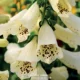 Paquan Dogs Milky White