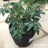 Huayuan Pickles Импортированные растительные семена*Британский TM*Томат*Сладкий миллион/черная вишня/перевернутые томы 5-10 капсул