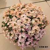 Семена семян цветов*голландский SG*красота сакура*Капсулы Tuscan Series 10