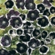 Блэкстонор
