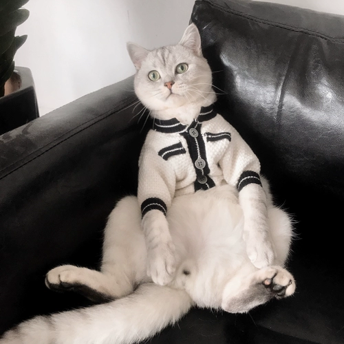 Кошачья одежда Pet Cat осень и зимняя одежда Douyin такая же одежда маленькая одежда для котенок маленькая собачья одежда для собак