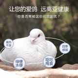 Мясное голубеводство Хайцзянсу, полисахарид астрагала, лекарство для голубей, аденовирус, болезнь Ньюкасла, антитела, противовирусные препараты 10мл