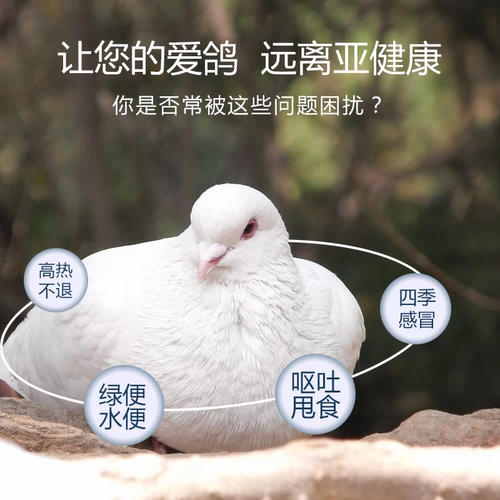 Мясное голубь