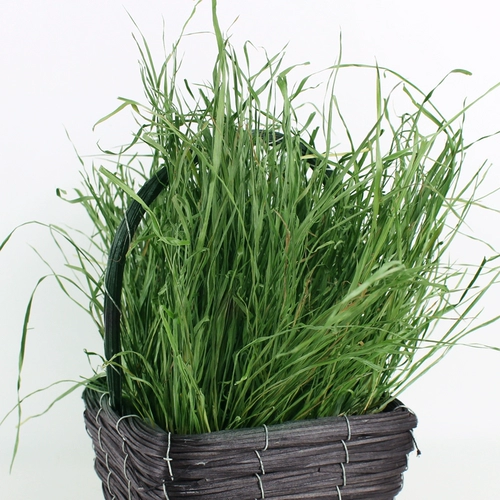 Новый Cao nan tihrda кролик -кролик totoro totoro голландская свинья Tyzi Moses Grass Mao 1 кг