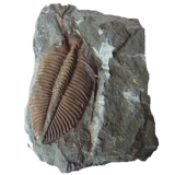 Xiangxi Zhiji Sanshi Fossil Fossil Crossworm гнездование животное естественное защитное защитное право 8888 Доступно доступно