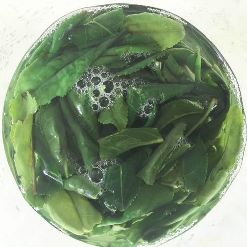 Чай Люань гуапянь, зеленый чай, весенний чай, коллекция 2022