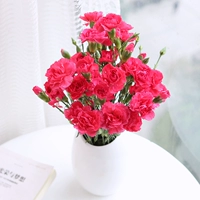 15 Polynoma Red+3 бесплатно получить (потеря)