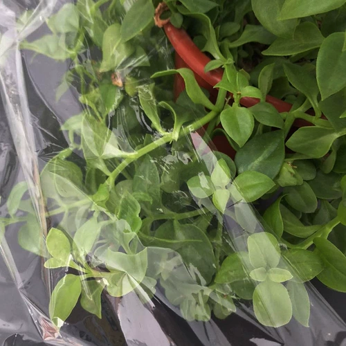 Монтажный материал Тайвань Национальный живопись пленка пленка пленка термосадка