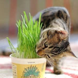 Meowcard Мгновенная лапша кошка и трава ленивая одна чашка семян, чтобы использовать волос, чтобы плюнуть порно -шарики новые продукты закуски