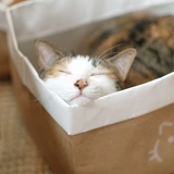 Meowcard Milk Cat West Cowp Paper Toys Toys Cartc Chatc Giranus классы рубин когтя Four Seasons Dear House