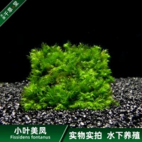 Qiancaotang Aquarium Бесплатная доставка Мосс сетки, настоящая водопроводная трава, живая танк рыб, травяной, ленивый искусственный ландшафт xiaoye fengfeng