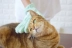 Đêm giữa hè gloves găng tay mèo 撸 lông mèo chải mèo lông chải lông thú cưng lông mèo chải lông chó chải - Cat / Dog Beauty & Cleaning Supplies
