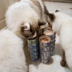 Một đêm giữa nhà thú cưng Thái Lan Nhập khẩu cá Minda gà thịt trắng Súp có thể mèo đóng hộp đồ ăn nhẹ Thực phẩm ướt 80g * 6 lon - Đồ ăn nhẹ cho mèo