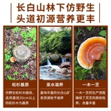 Горная гора Ганодерма Порошок споры Tao Ganoderma lucidum Power Box Установленная порошковая лесная леса